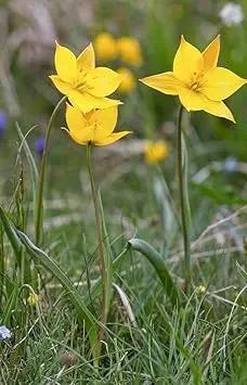 Tulipa Sylvestris Seeds for Planting – Heirloom, Non-GMO Wildflower Seeds Dhara Seeds