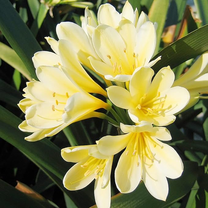 Dark Yellow Clivia for garden flower planting