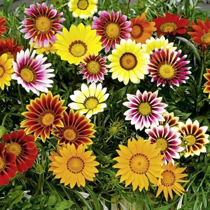 Gazania Mixed Seeds