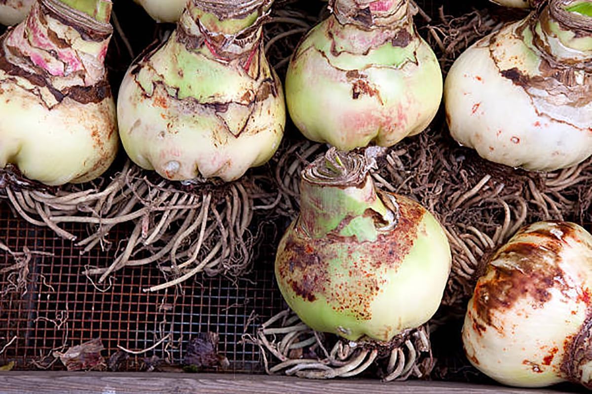 Amaryllis Hippeastrum  Flower Seeds for Planting in indoor pots or home garden
