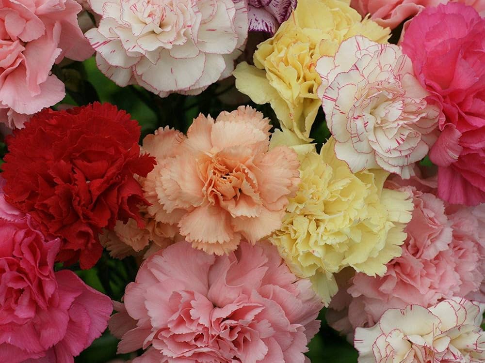 Dianthus Carnation Rose Seeds for Planting Flower Beds Home Garden