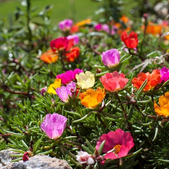 Rosa Seeds – Rose Hybrida Mixed for Home & Vertical Garden Trellis ...
