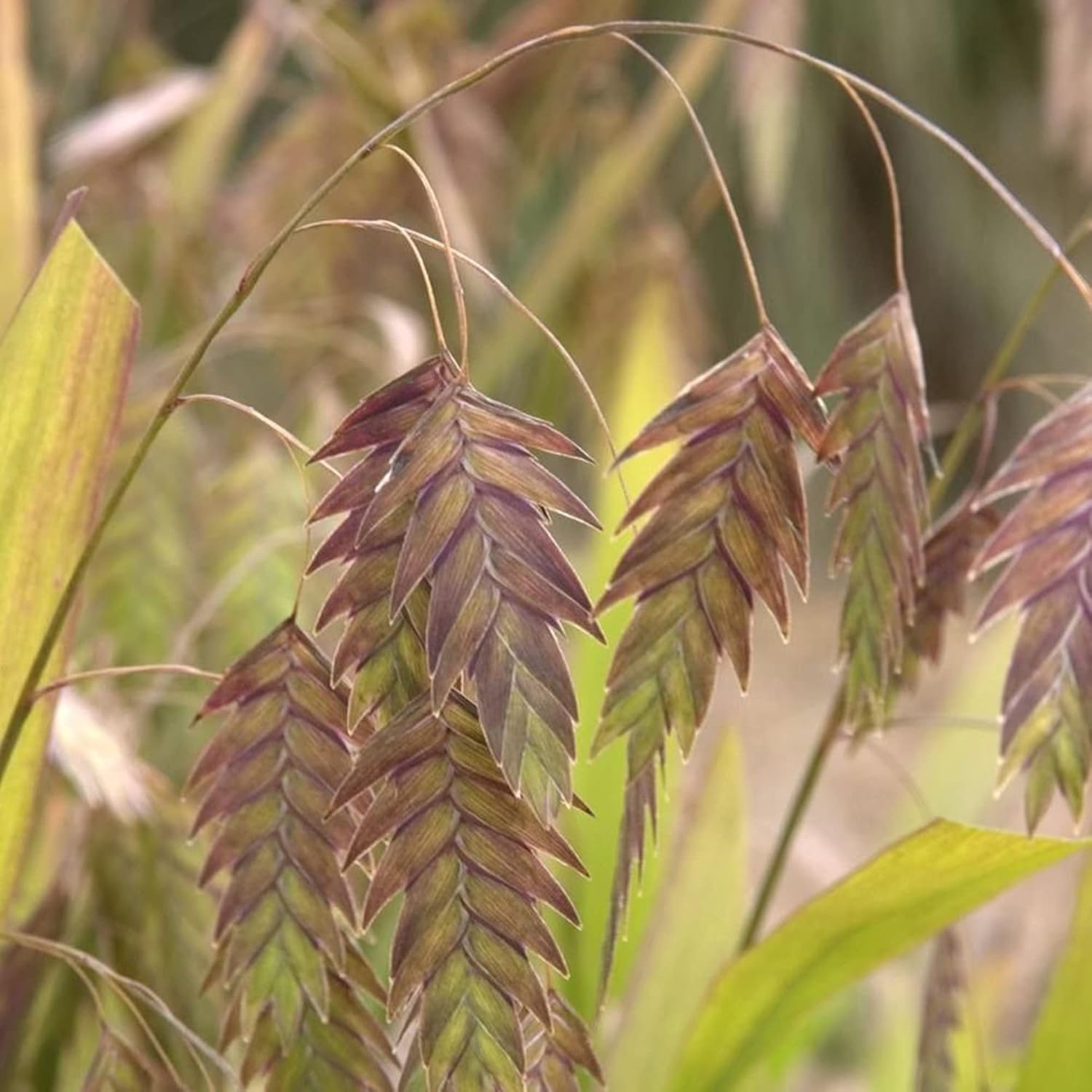 Northern Sea Oats Seeds