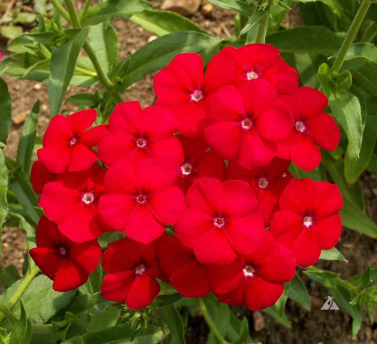Flax Red Organic Flower Seeds
