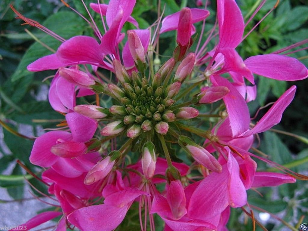 Cleome Rose Regina Hassleriana Spider Flower – Dharaseeds