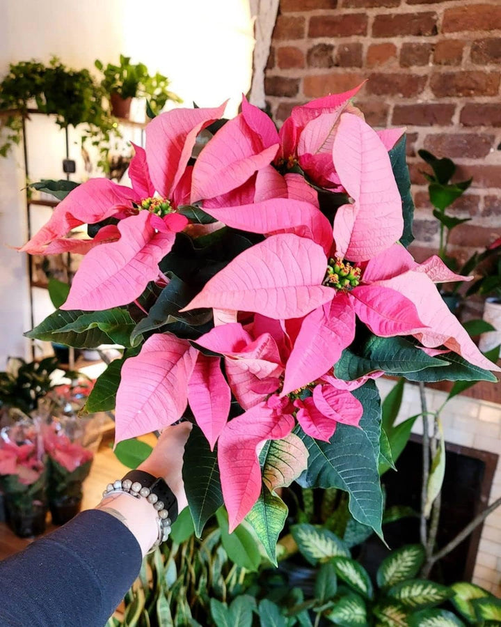 poinsettia flower seeds Heirloom Non-GMO Pink Poinsettia Flower Seeds for Planting – Elegant Festive Blooming Seeds