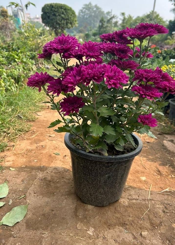 Burgundy Chrysanthemum Seeds,