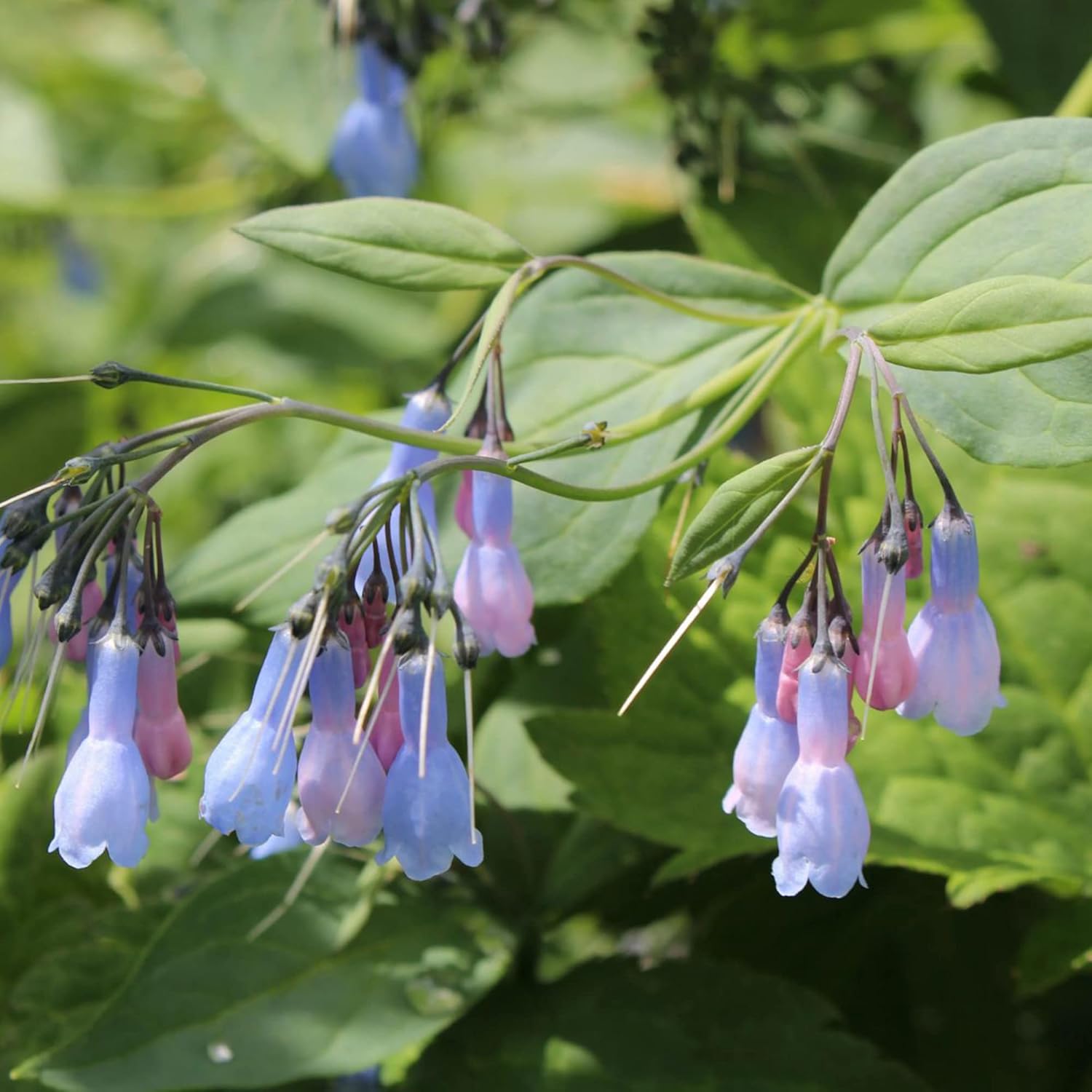 Mertensia Virginica Seeds