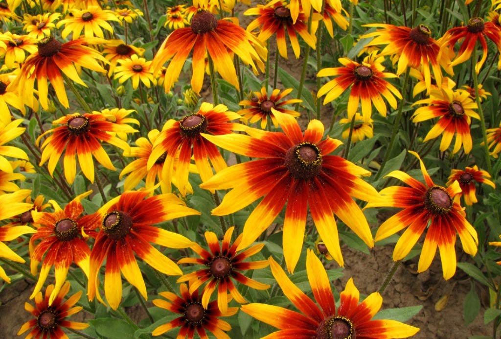 Daisy Rudbeckia Hirta Gloriosa Flower Seeds for Planting