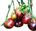 Seltene - Verändertes for planting in home garden