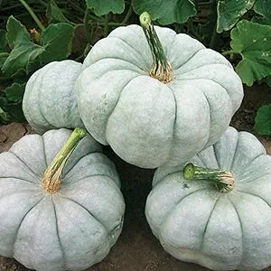 Rock Star Pumpkin for planting