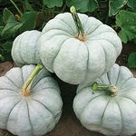 Rock Star Pumpkin for planting