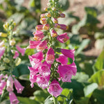 Dwarf Foxglove Foxy Mix seeds for planting in flower beds