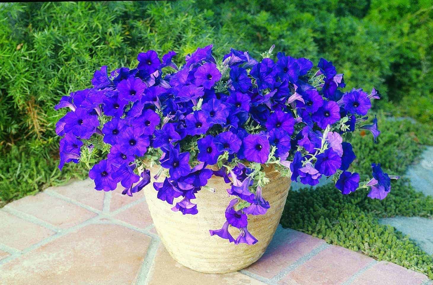 Blue Petunia Hybrida Flower Seeds for Planting in balcony garden pots and vertical containers