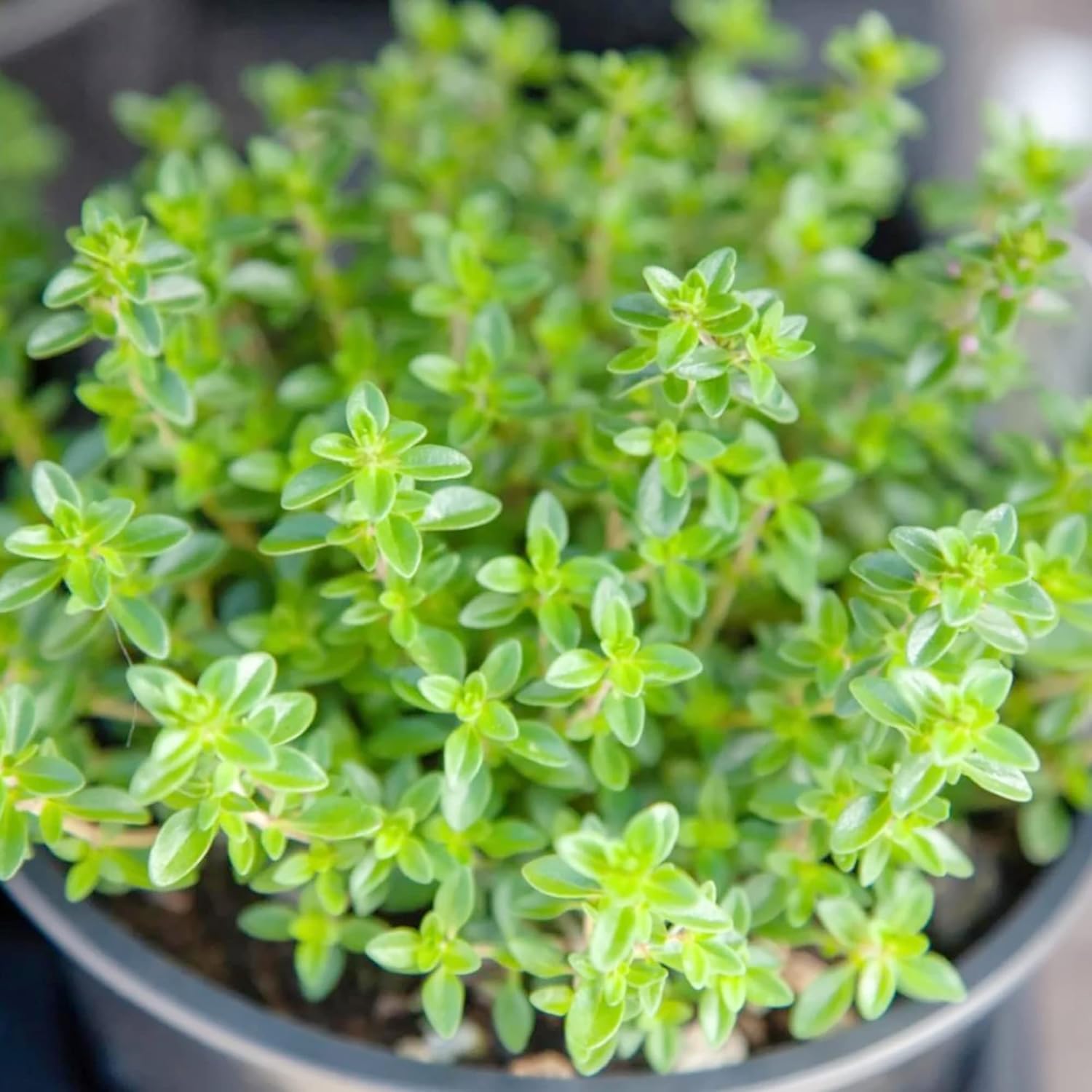 Lemon Thyme Seeds