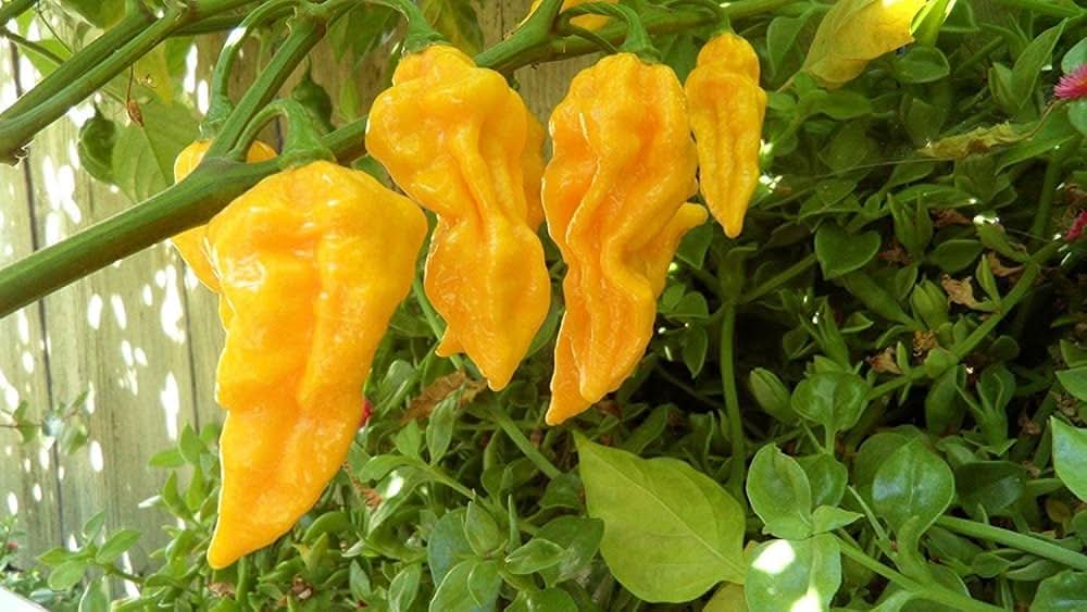 Yellow Bhut Jolokia Seeds for growing rare, ultra-hot ghost peppers with vibrant yellow pods, perfect for spicy sauces, curries, and container gardening."