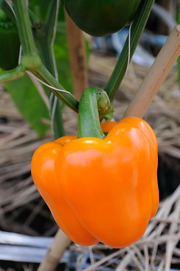 Bell Pepper Capsicum annuum sweet mix vegetable seeds for planting in home garden or grow bags
