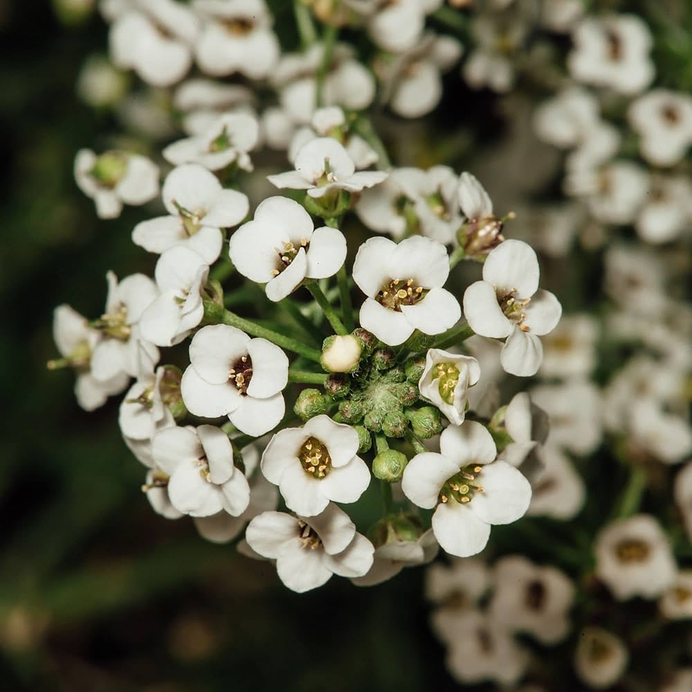 Sweet White Alyssum Lobularia maritima Flowering Seeds For Planting
