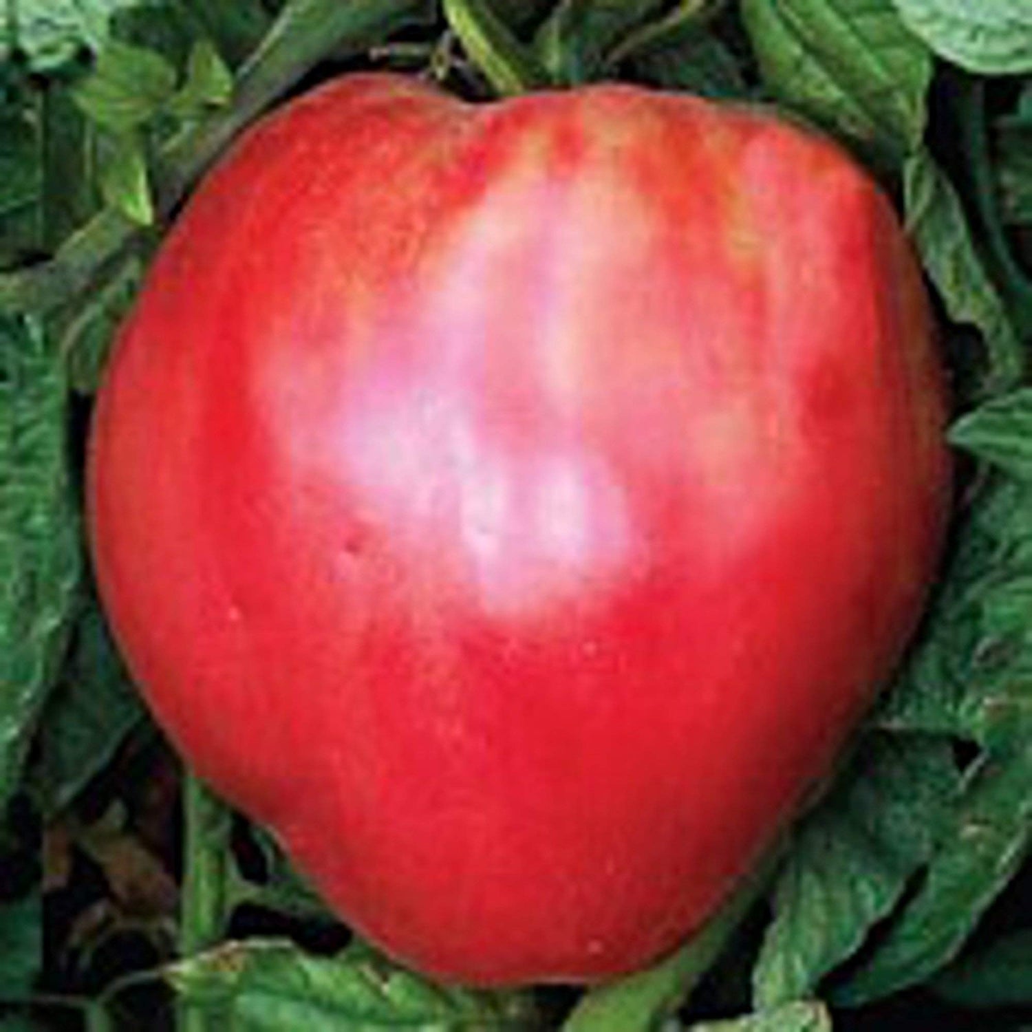 Oxheart Tomato Seeds for Planting