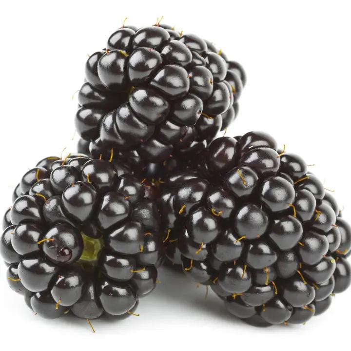 Dewberry/Blackberry Planting Seeds - Non-GMO, Heirloom Dhara Seeds