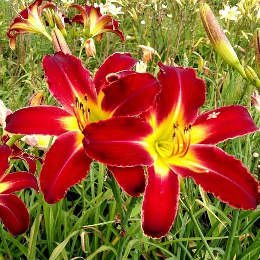 Daylily Keep the Faith Reblooming Seeds