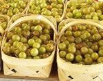 Heirloom Non-GMO Giant Scuppernong White Muscadine Seeds