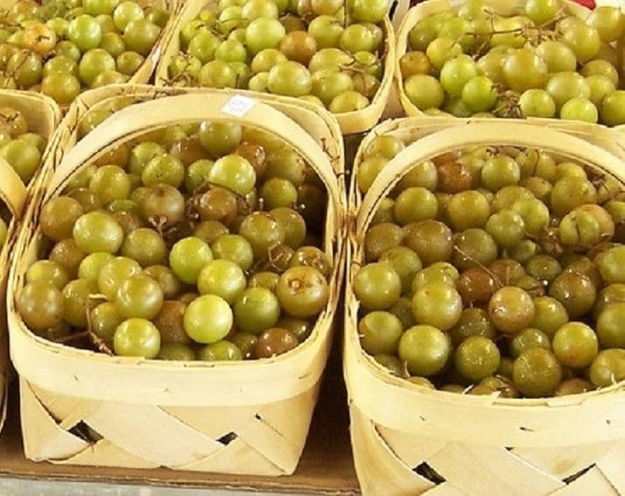 Heirloom Non-GMO Giant Scuppernong White Muscadine Seeds