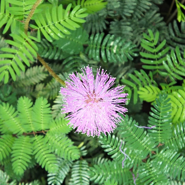 Mixed Mimosa Pudica Plant Seeds for Planting 100