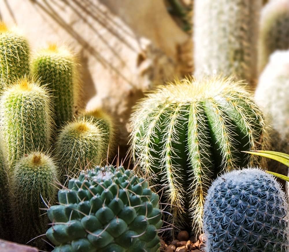 Spiny Caterpillar Plant Cactaceae Seeds for Planting