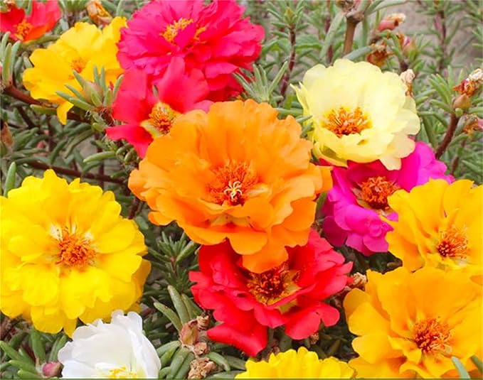 Rosa Flower Seeds for Planting – Classic Rose Variety