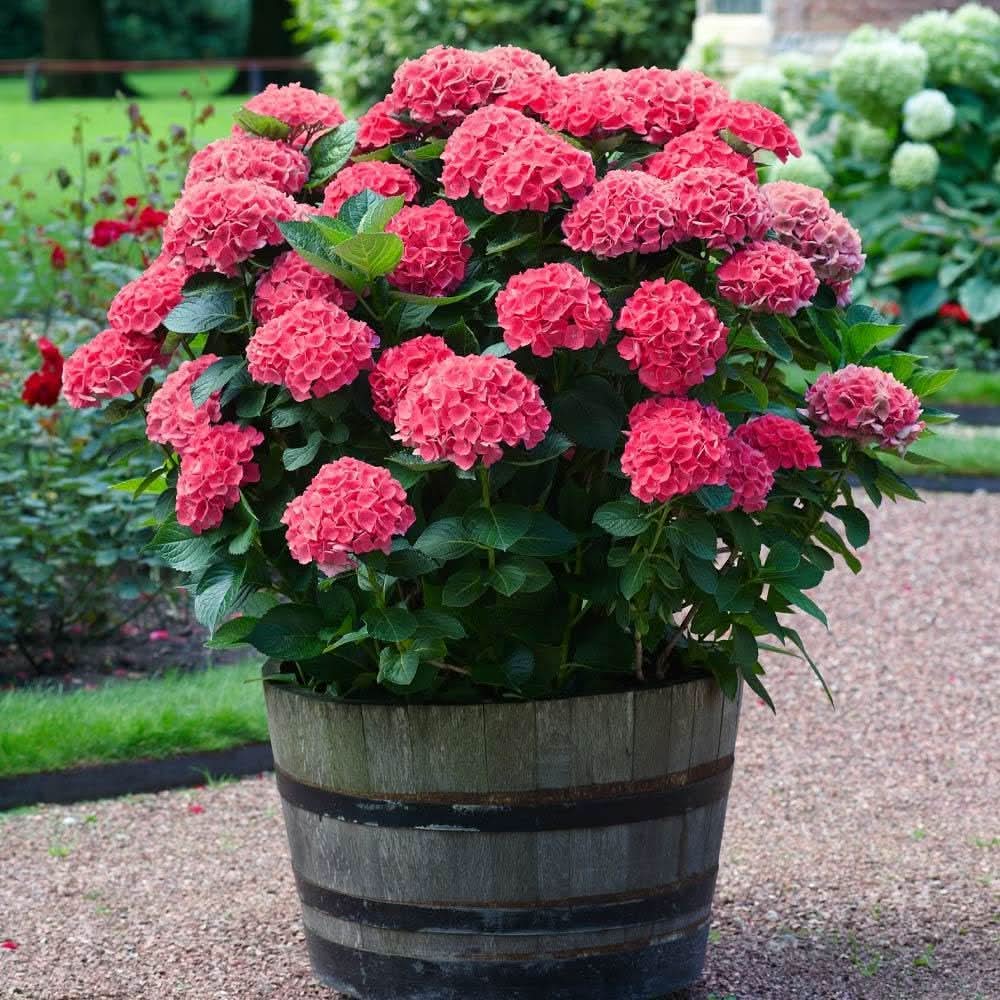 Red Hydrangea Hydrangea macrophylla flower seeds for planting in balcony pots and home gardens