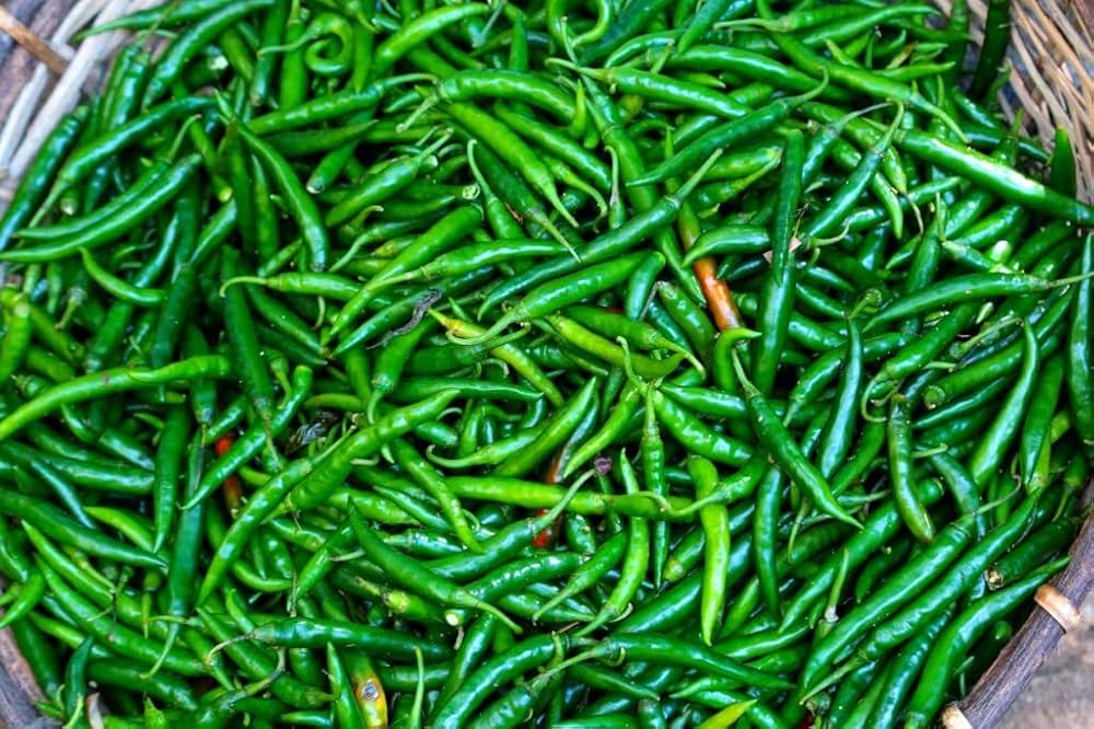 Pepper Capsicum Annuum Burning Bush Hot Vegetable Seeds for Planting – Ideal for Spicy Kitchen Garden and Container Growing