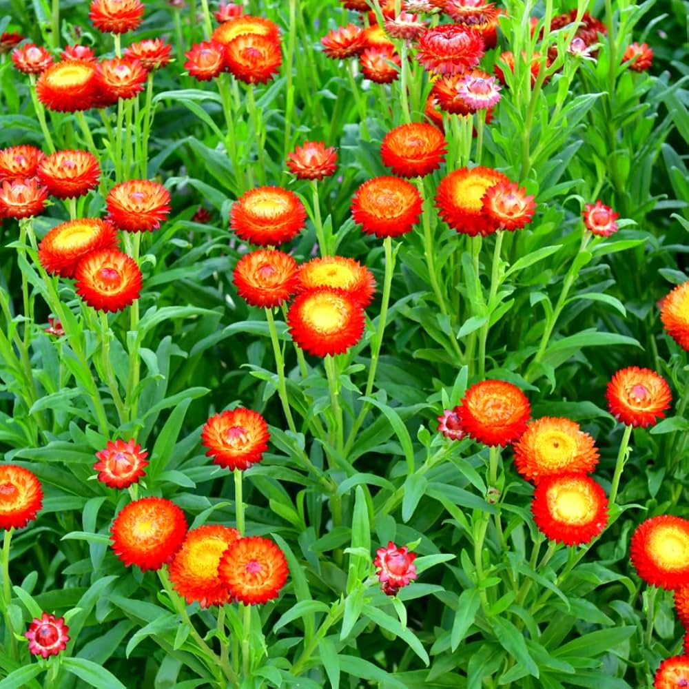 Strawflowers Helichrysum bracteatum for planting in flower bed