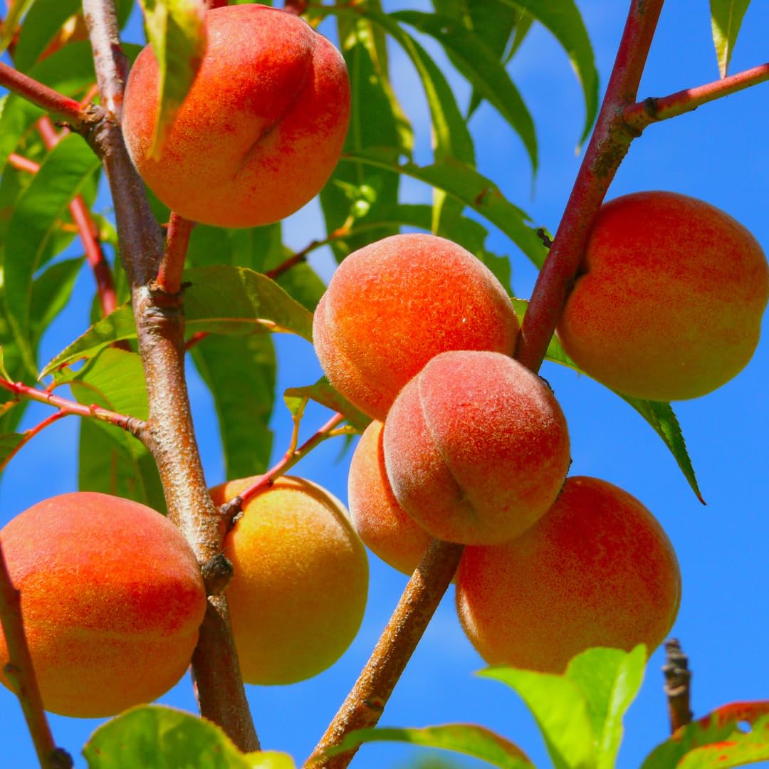 Peach Prunus persica Fruit Seeds for Planting