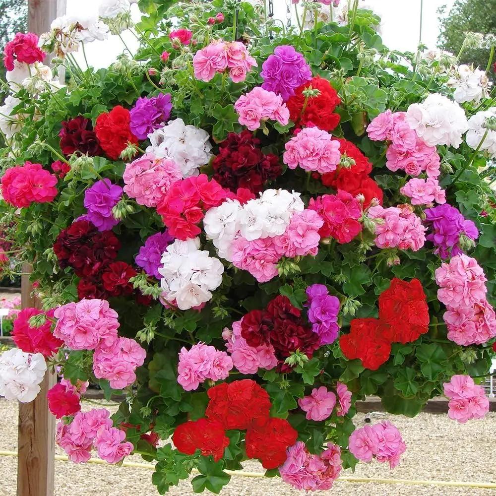 Heirloom Mixed Ivy Geranium Flower Seeds – Non-GMO Planting Seeds for Your Garden for planting in home garden