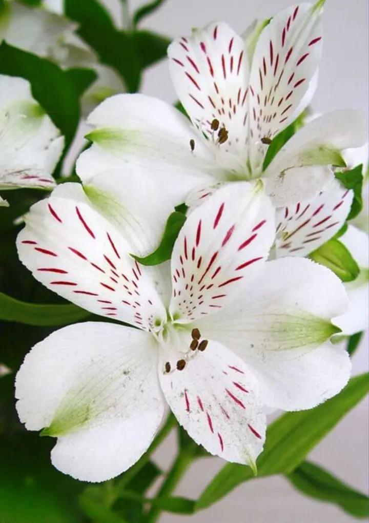 White Alstroemeria Seeds - Heirloom Non-GMO Planting Flower Seeds Dhara Seeds
