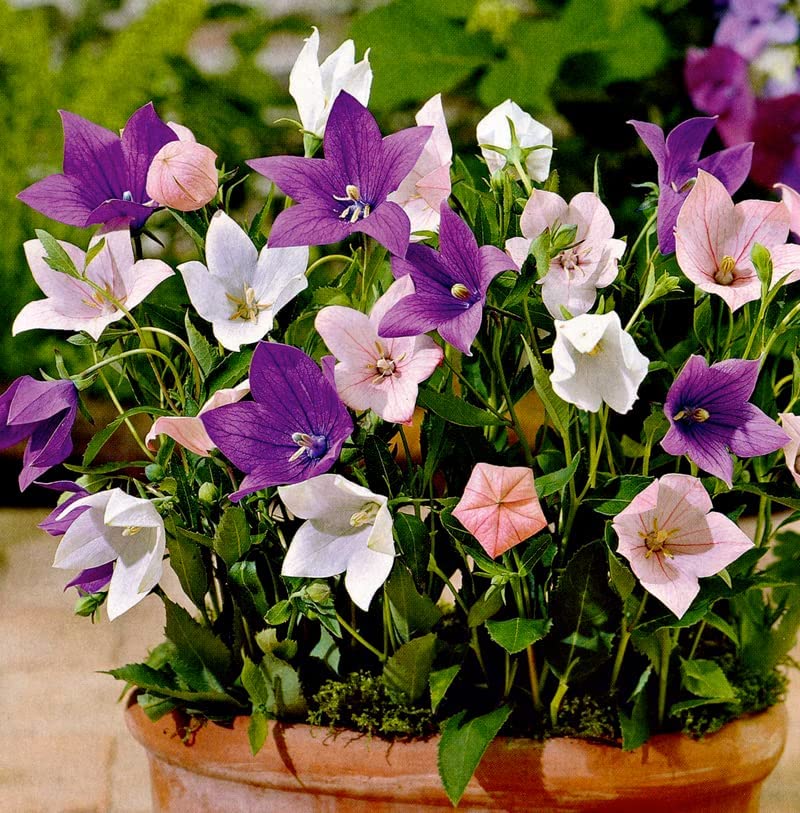 Balloon Astra Mix Callistephus chinensis Seeds for Planting in Flower Bed