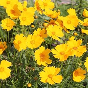 Coreopsis Coreopsis spp Flower Seeds for Planting in Flower Bed