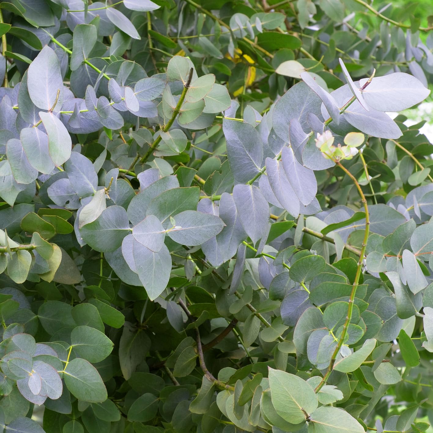 Blue Eucalyptus Seeds – Aesthetic Tree Variety-Heirloom & Non-GMO Seeds for planting – Fresh Herb for Your Garden