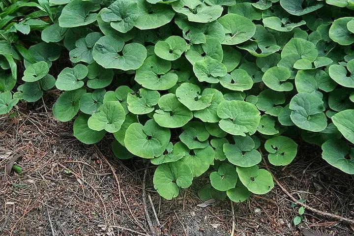 high-germination-non-gmo-wild-ginger-seeds

