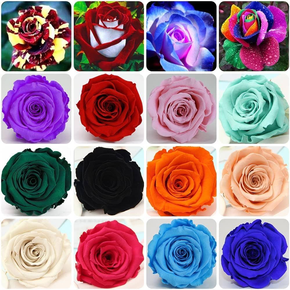 Rose Rosa Hybrida Mixed Flower Seeds for Planting