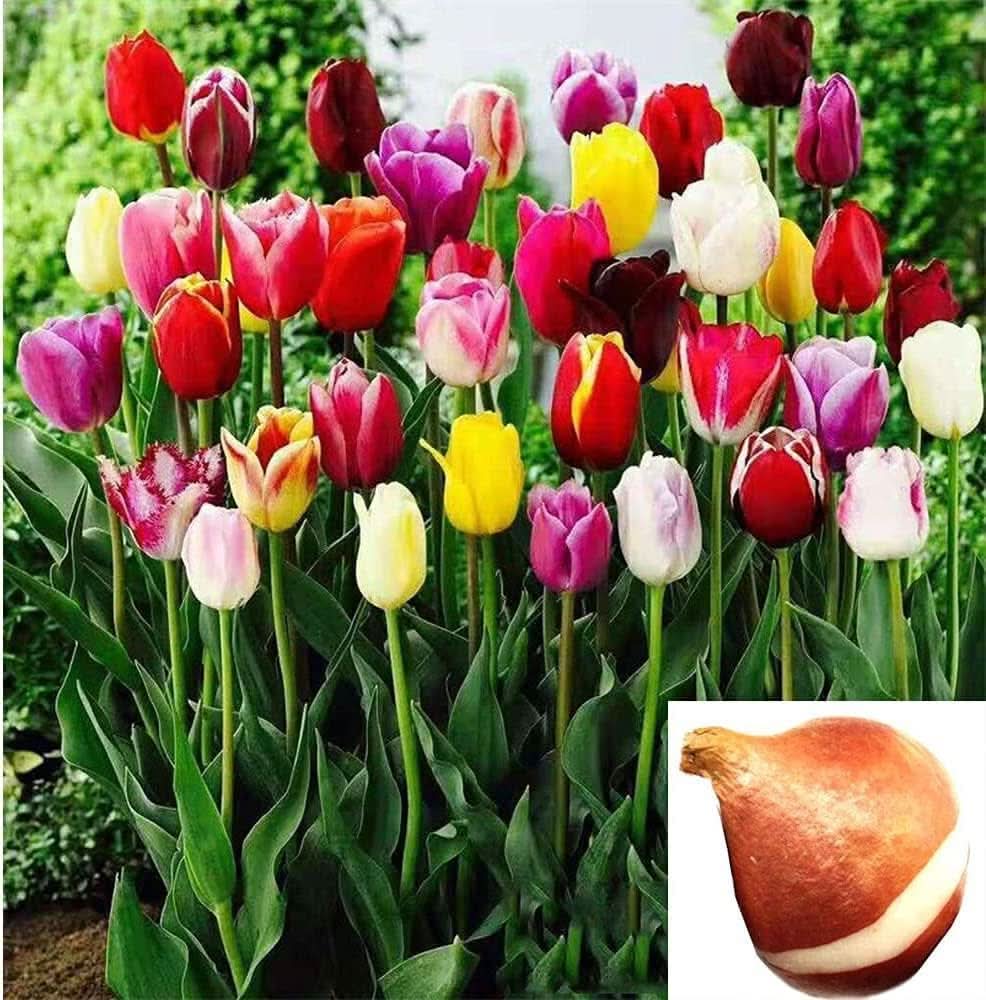 Tulip Tulipa gesneriana Flower Seeds for Planting in home garden and containers