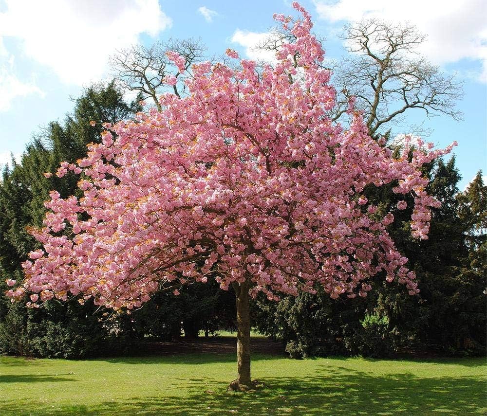 Cherry Blossom Prunus Serrulata Japanese Sakura Flower Seeds for Planting – Ideal for Ornamental Landscaping