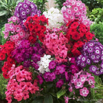 Cherry Caramel Phlox Flower for planting