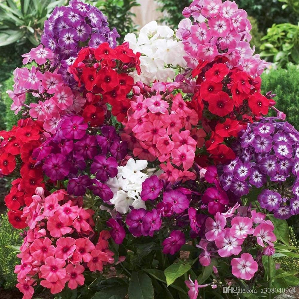 Cherry Caramel Phlox Flower for planting