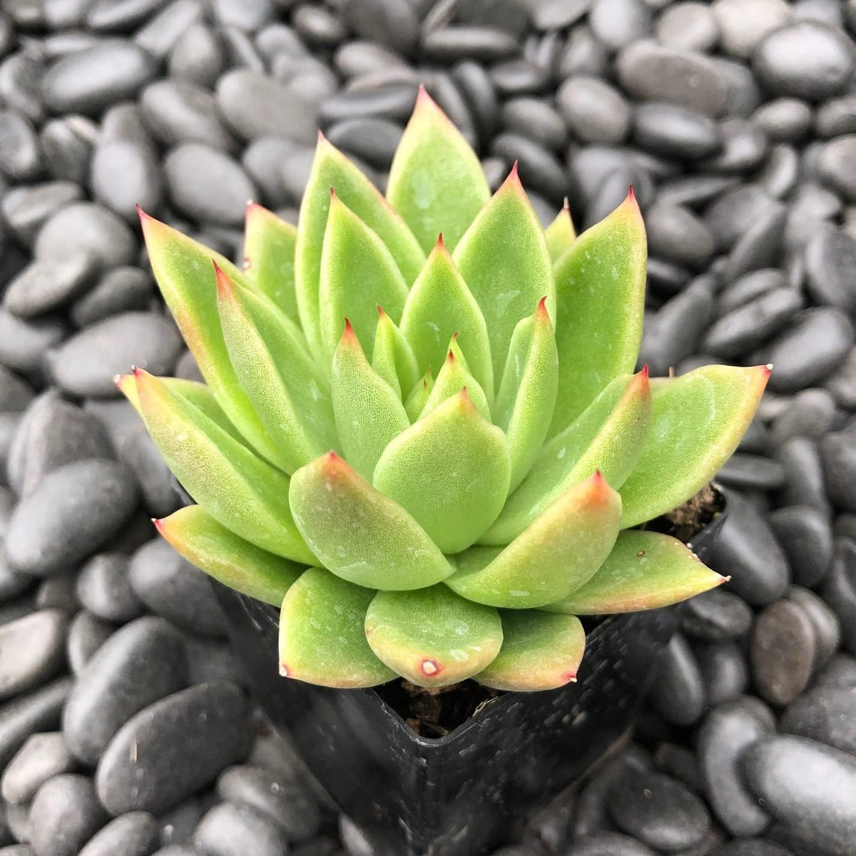 Semillas (Semillas scientific name) for planting in garden