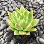 Semillas (Semillas scientific name) for planting in garden