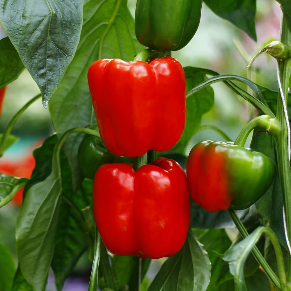 Pepper Capsicum annuum Sweetie Red vegetable seeds for planting in kitchen garden or indoor planters
