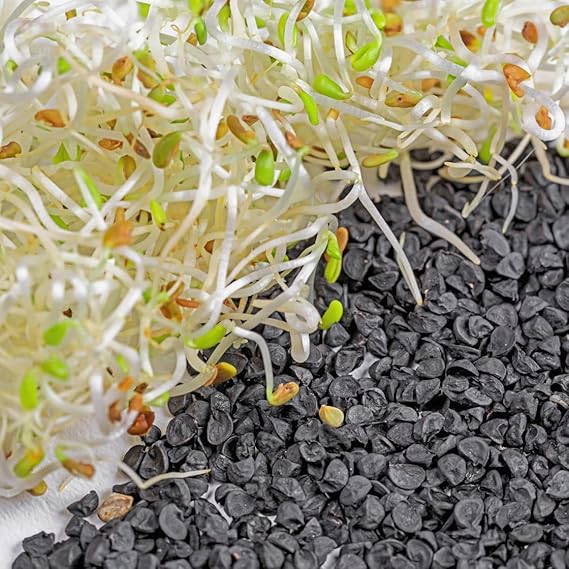 Onion Allium cepa White Bundling vegetable seeds for planting in kitchen garden or garden beds