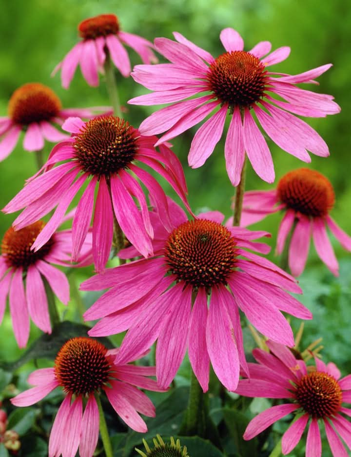 Baby Pink Echinacea Wildflower Seeds for Planting - To attract Pollinators and Butterflies